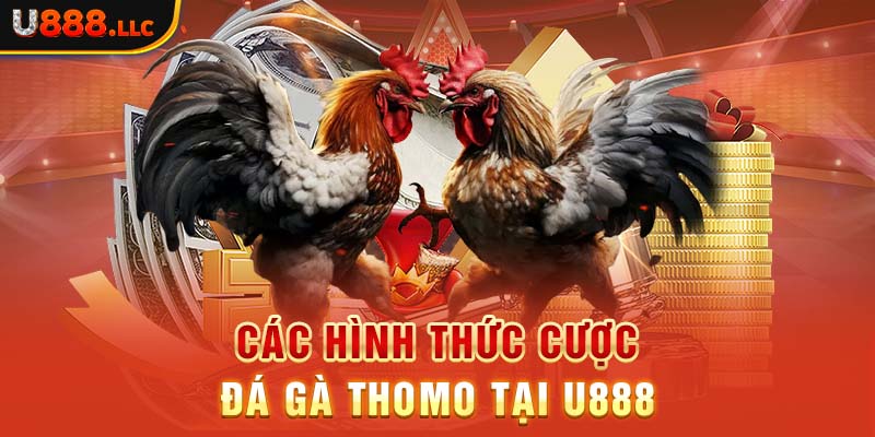 Các hình thức cược đá gà Thomo tại U888