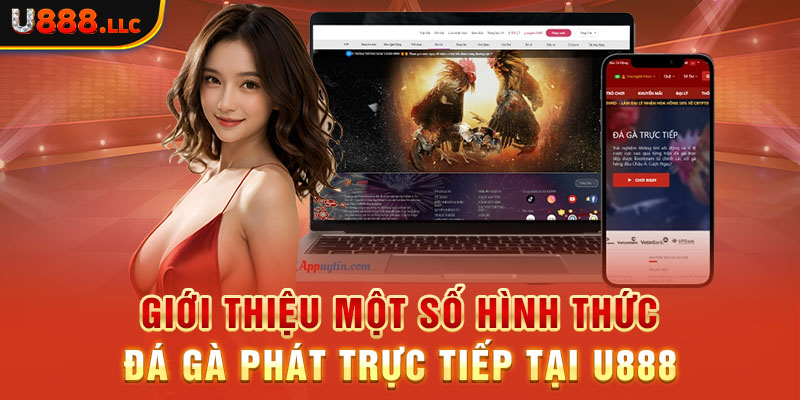 Giới thiệu một số hình thức đá gà phát trực tiếp tại U888