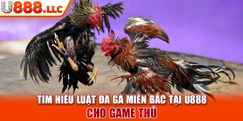 Tìm Hiểu Luật Đá Gà Miền Bắc Tại U888 Cho Game Thủ