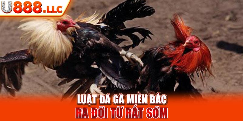 Luật đá gà miền Bắc ra đời từ rất sớm