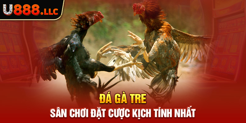 Đá gà tre - sân chơi đặt mã số tính toán nhất