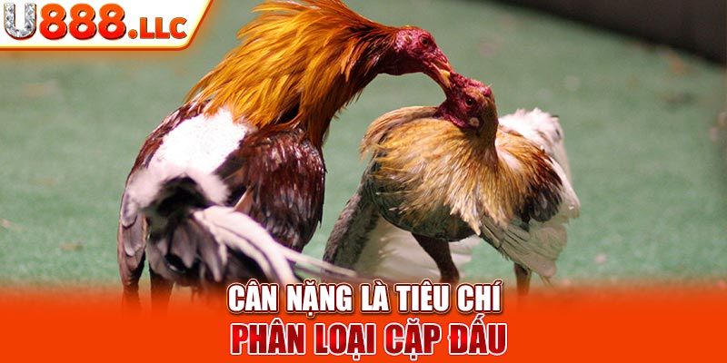 Cân nặng là tiêu chuẩn phân loại loại đấu vật