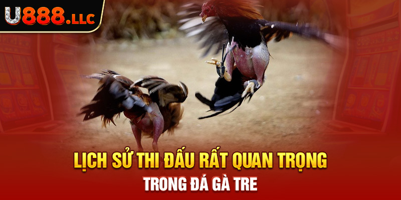 Lịch sử thi đấu rất quan trọng trong đá gà tre